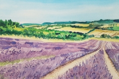 Lavender-fields